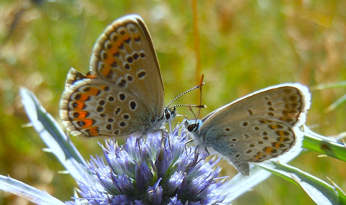 Plebejus argus?