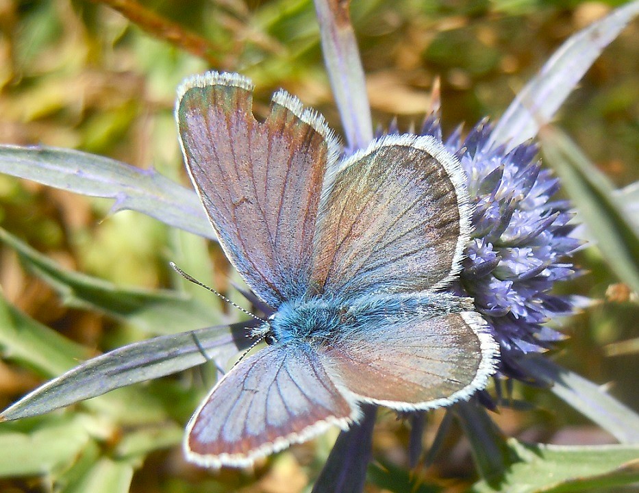 Plebejus argus?