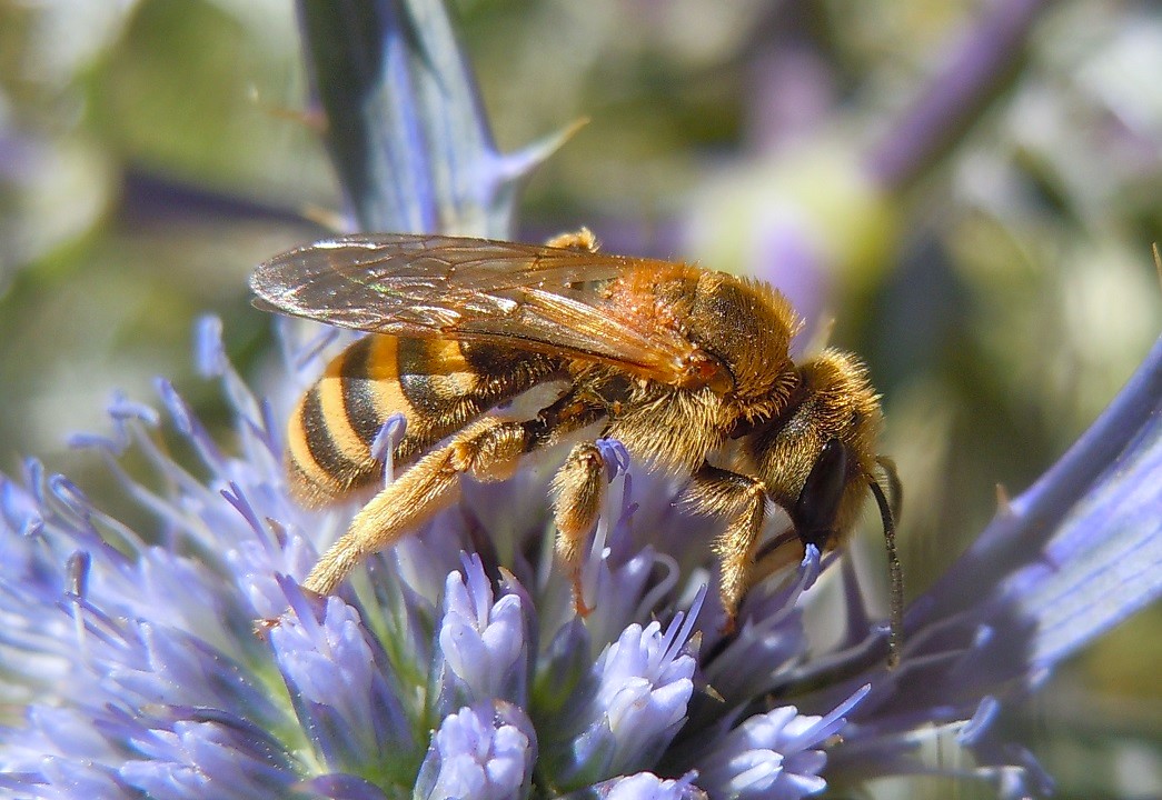 Halictidae: Halictus scabiosae? S.