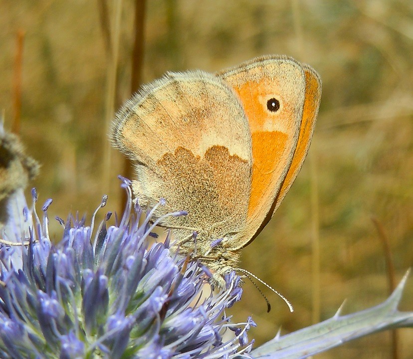 Coenonympha pamphilus