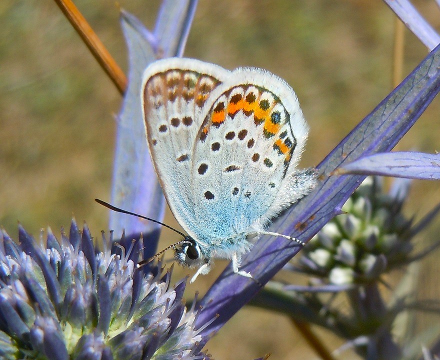 Plebejus argus?