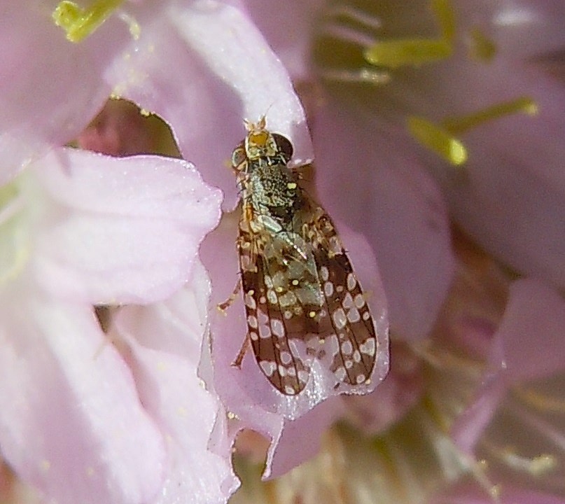 Campiglossa producta?
