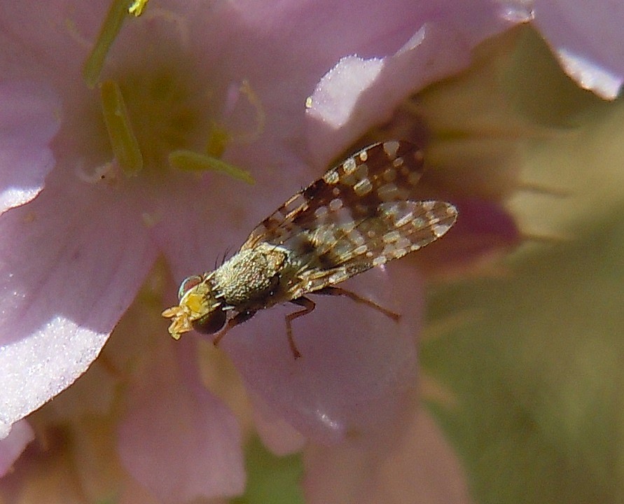 Campiglossa producta?