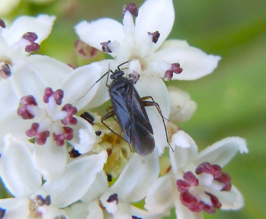 Plagiognathus arbustorum?