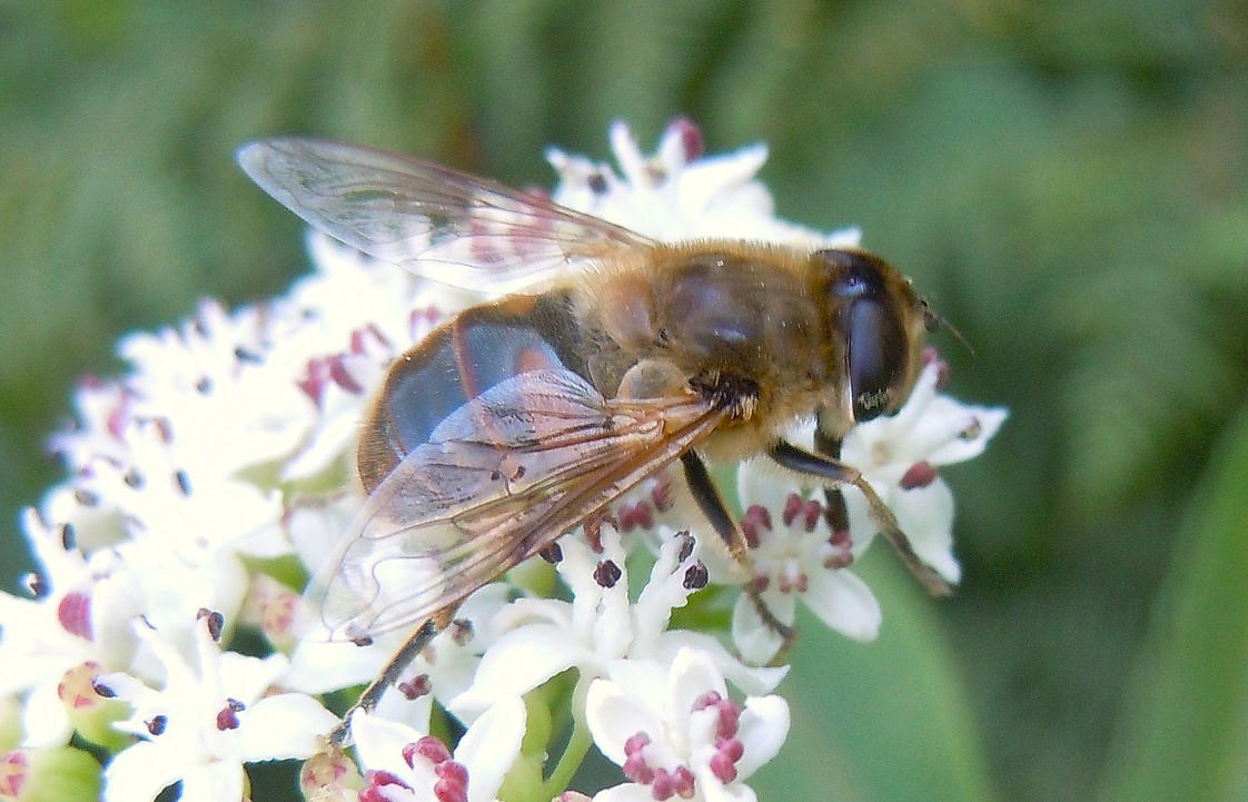 Eristalis da identificare