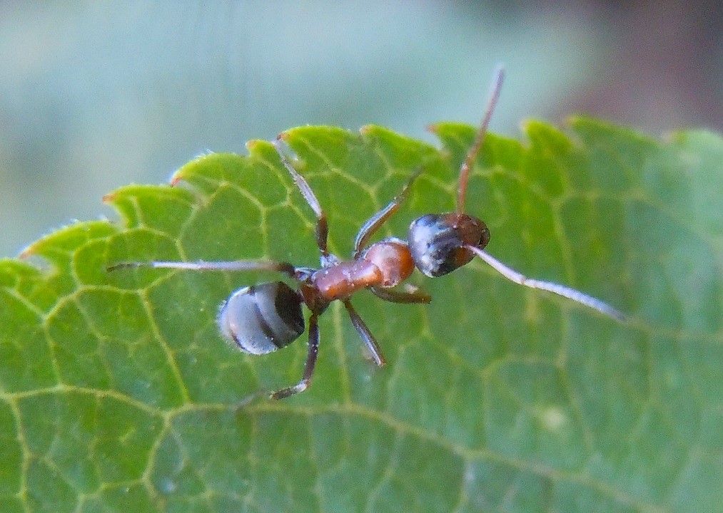 Formica da identificare