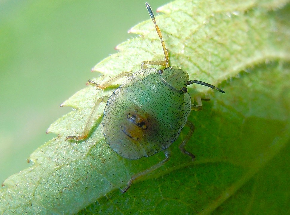Palomena prasina?
