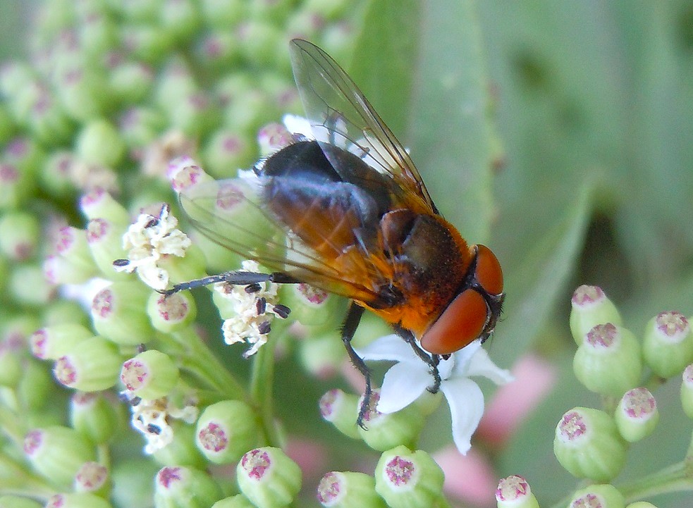 Phasia hemiptera?