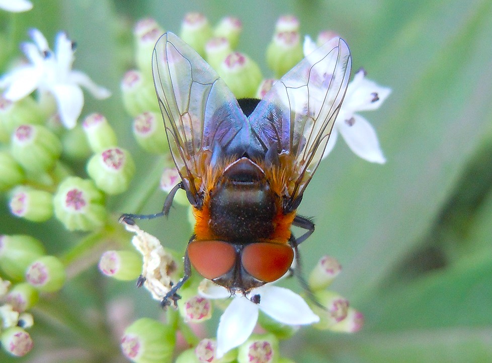 Phasia hemiptera?