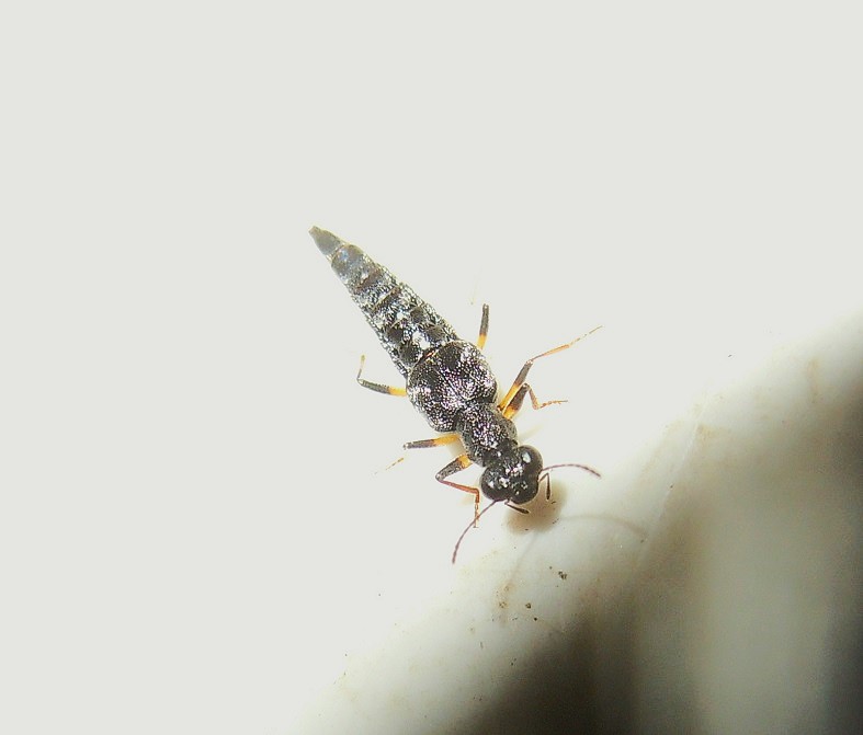 Stenus cicindeloides?