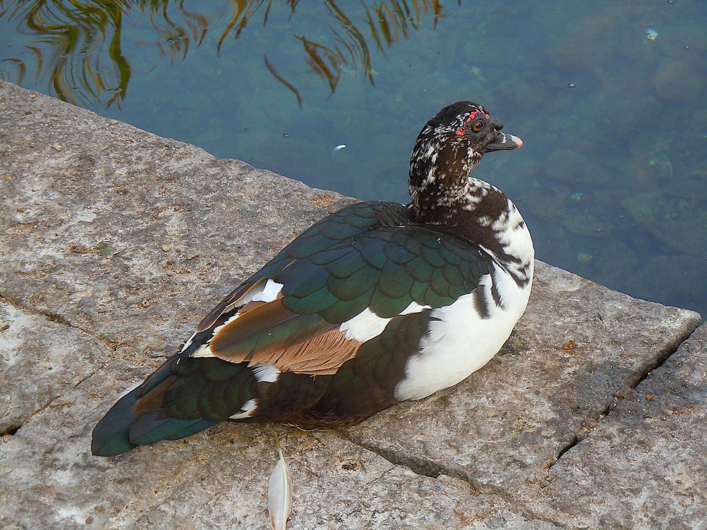 Cairina moschata