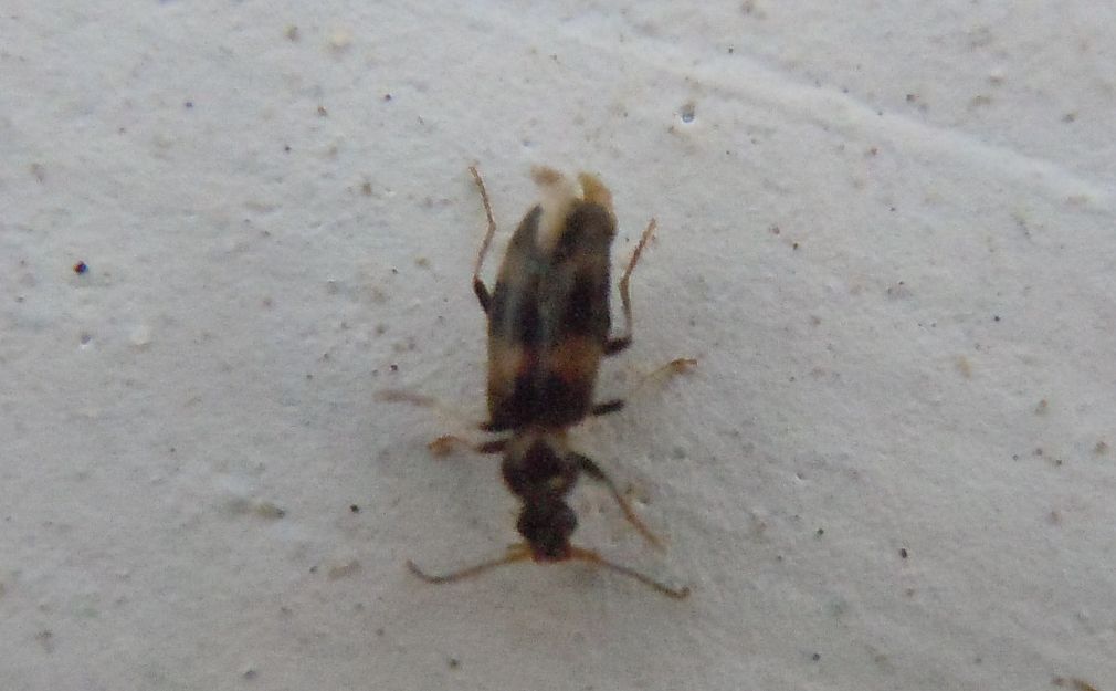 Anthicidae - Notoxus trifasciatus