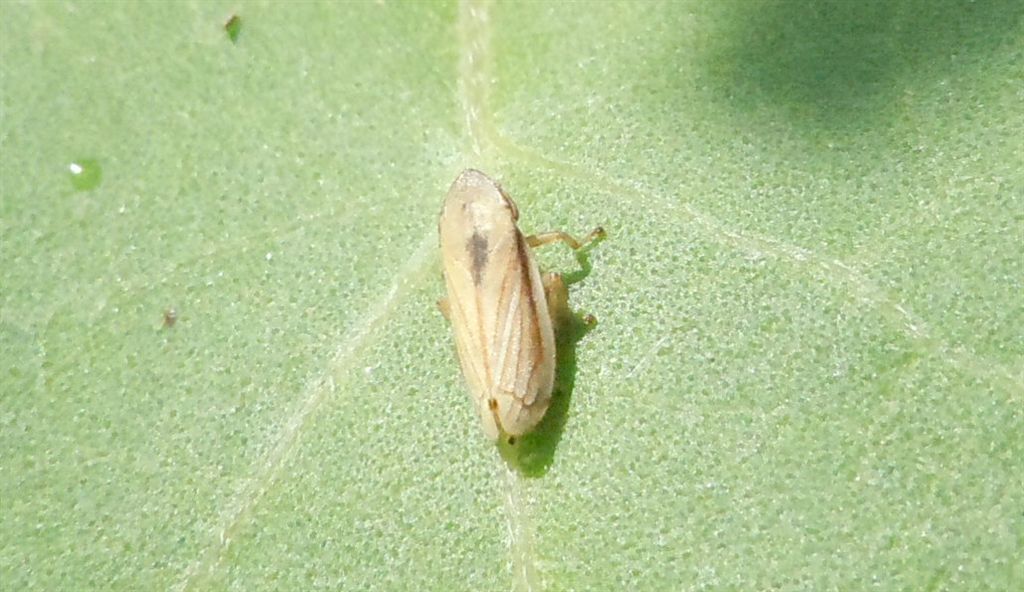 Aphrophoridae?  S, Neophilaenus sp.