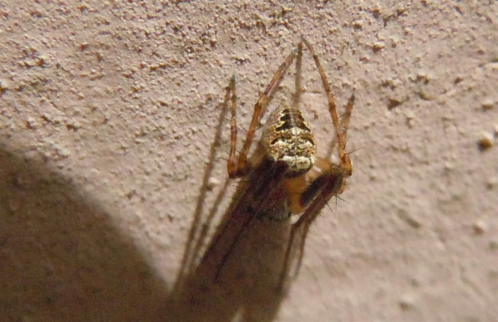 maschio di Zilla diodia - San Leucio (CE)