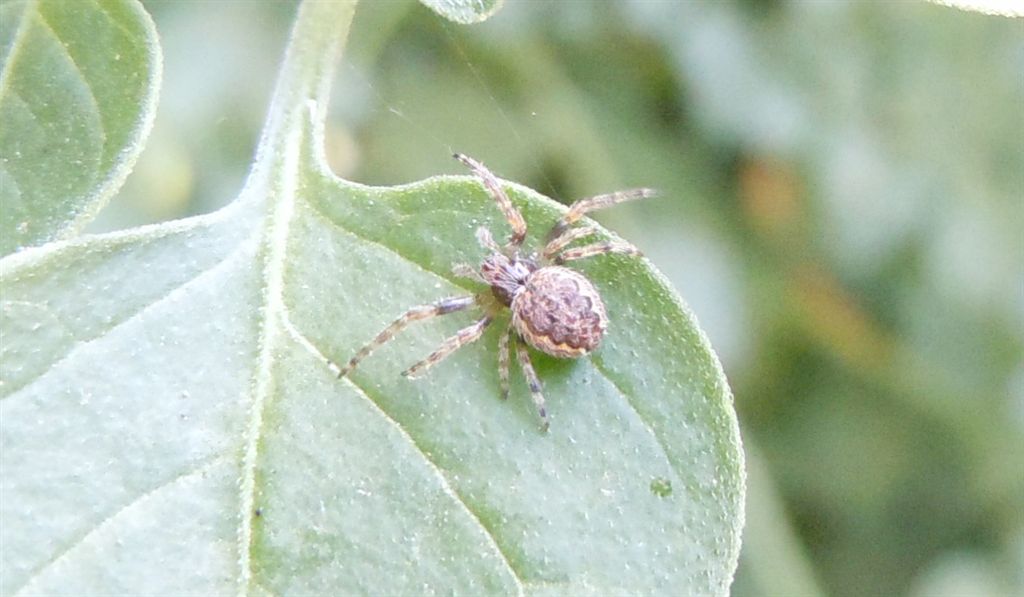 Nuctenea umbratica - Agnano (NA)