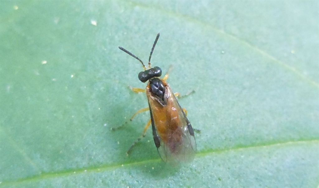 Tenthredinidae (o Argidae)?    Tenthredinidae: Athalia sp