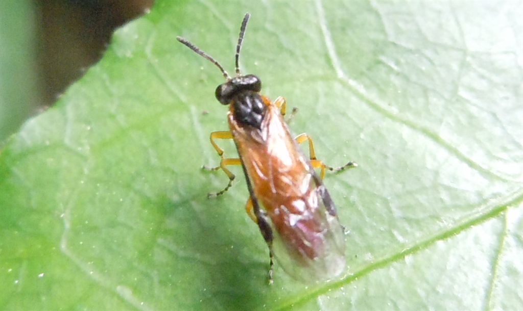 Tenthredinidae (o Argidae)?    Tenthredinidae: Athalia sp