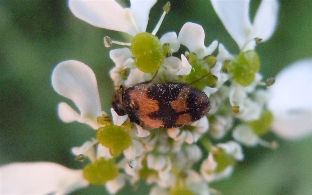 Attagenus sp.? Attagenus bifasciatus (gruppo), Dermestidae