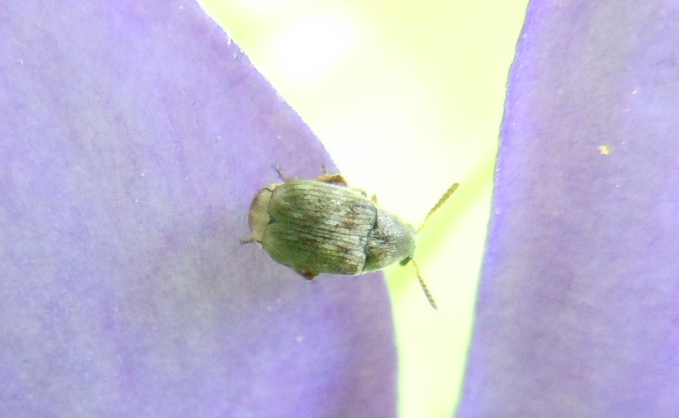 Chrysomelidae Bruchinae da identificare