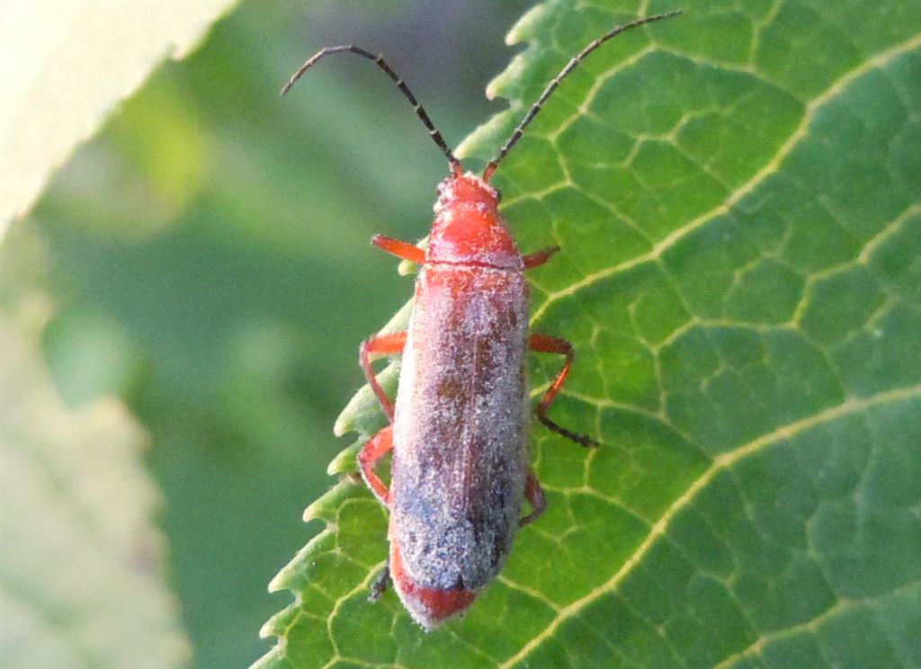 Cantharidae parassitato?