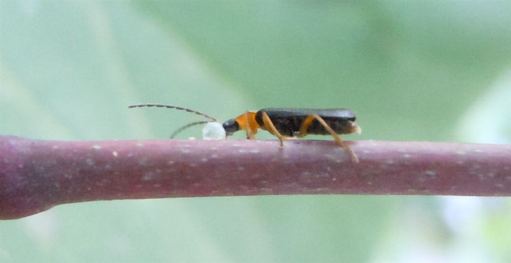 Cantharidae goloso
