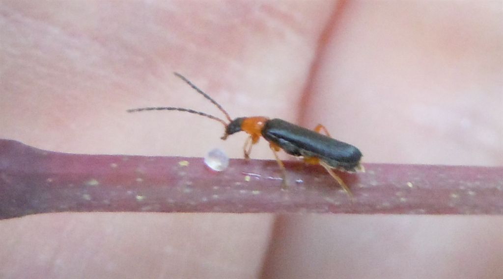 Cantharidae goloso
