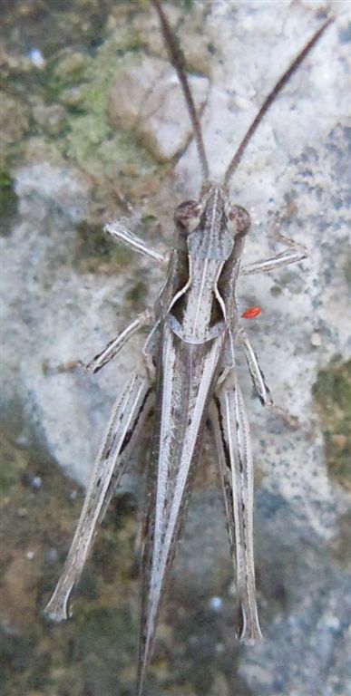 Chorthippus brunneus brunneus con acaro e Omocestus cfr petraeus