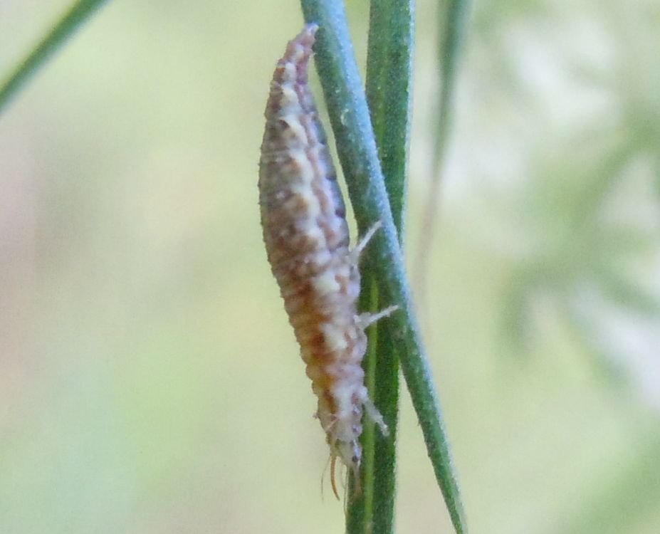 Chrysopa formosa?