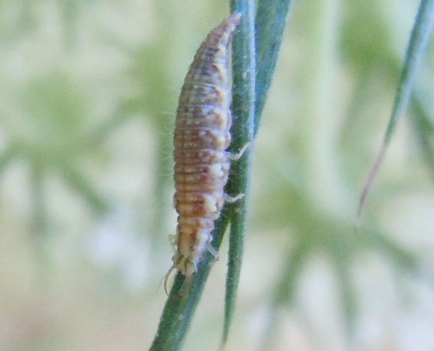 Chrysopa formosa?