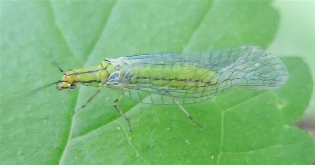 Chrysopidae da identificare