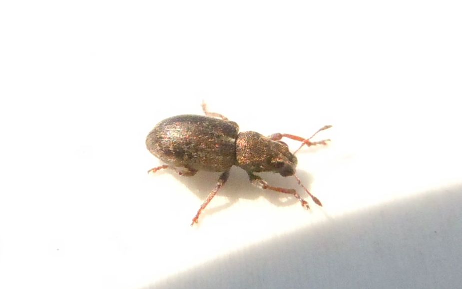 Altro Curculionidae?