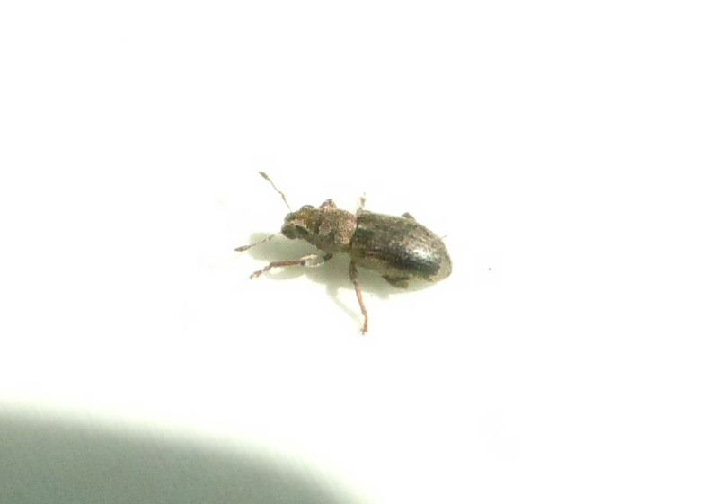 Altro Curculionidae?