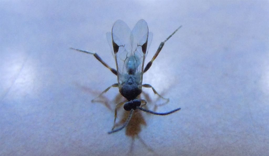 Microimenottero in casa