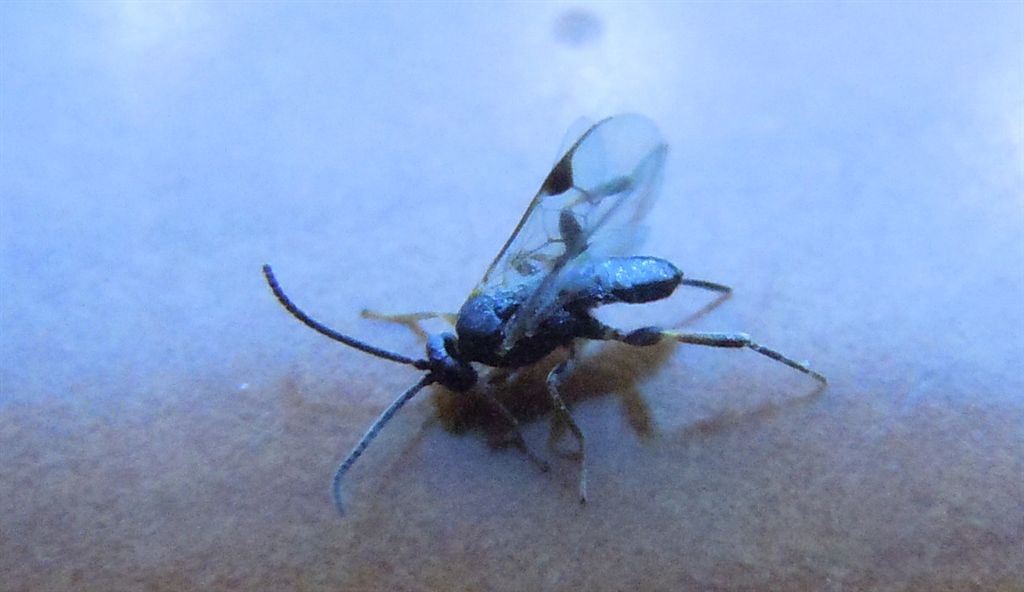 Microimenottero in casa