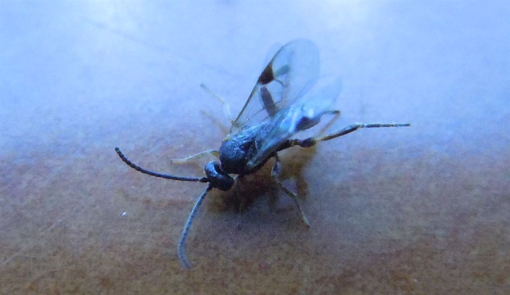 Microimenottero in casa