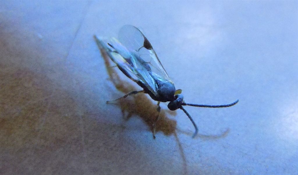 Microimenottero in casa