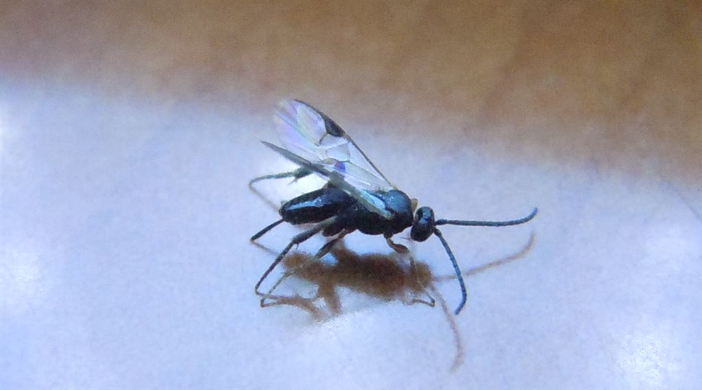 Microimenottero in casa