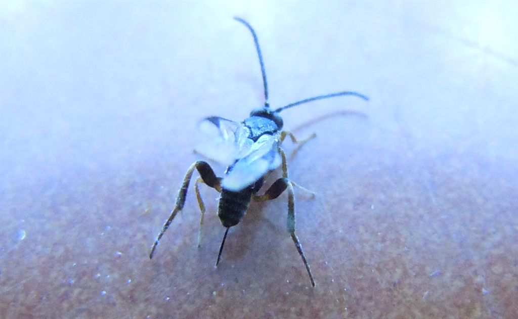 Microimenottero in casa