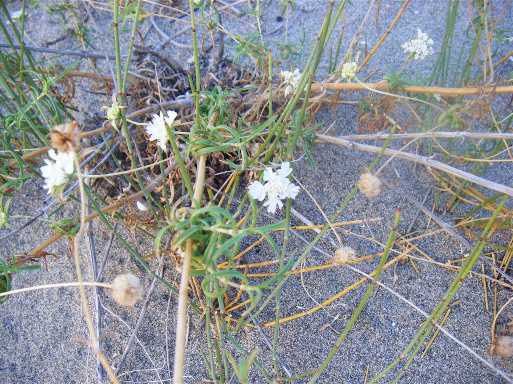 Lomelosia argentea / Vedovella delle spiagge