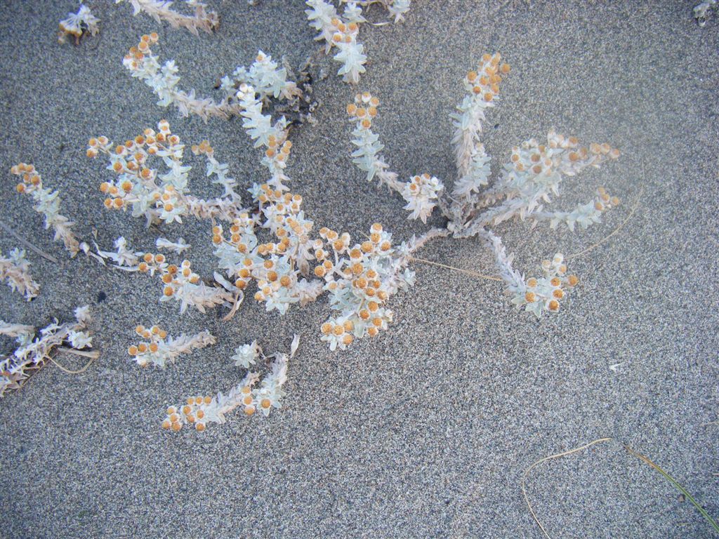 Achillea maritima / Santolina delle spiagge