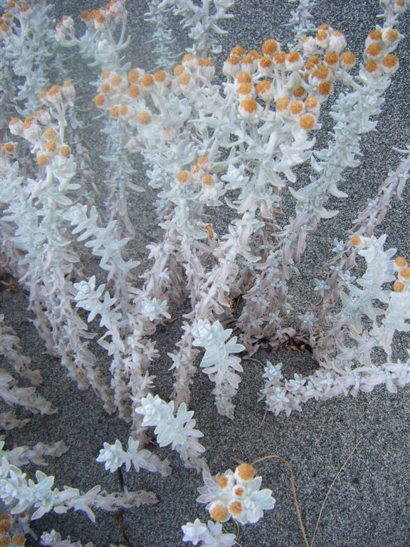 Achillea maritima / Santolina delle spiagge