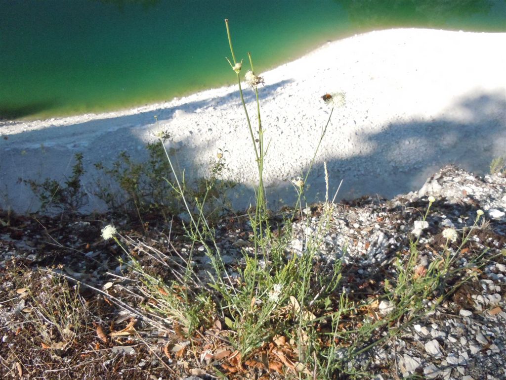 Gole del Sagittario(AQ) - Cephalaria leucantha