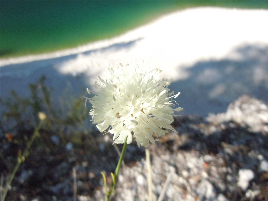 Gole del Sagittario(AQ) - Cephalaria leucantha