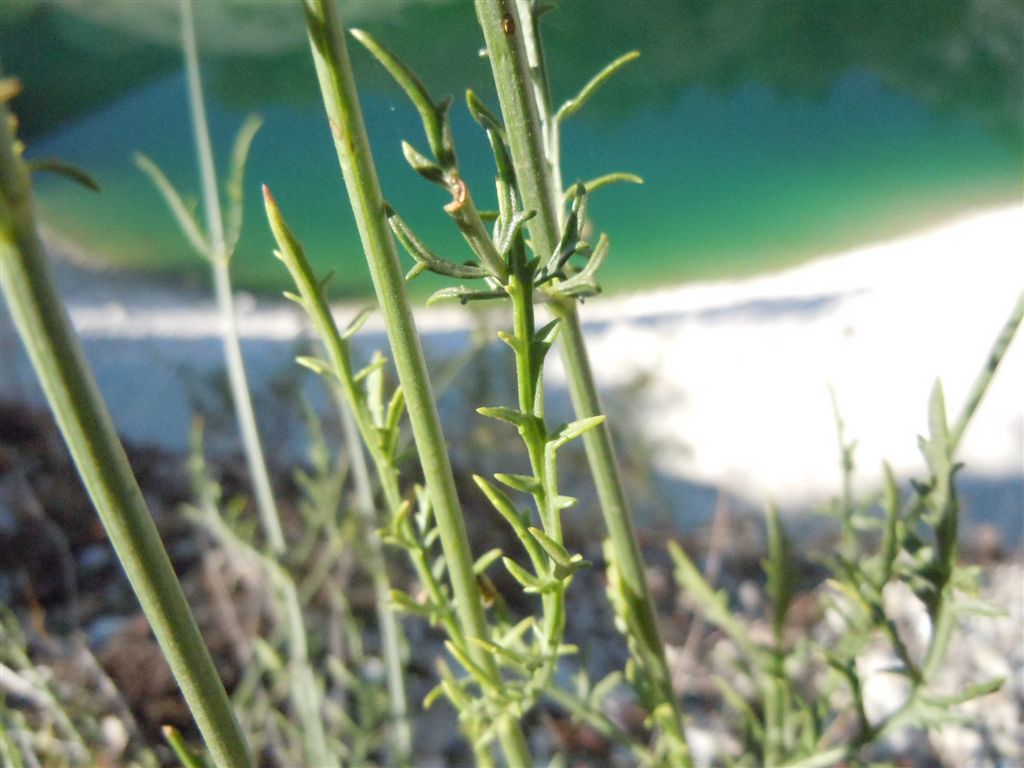 Gole del Sagittario(AQ) - Cephalaria leucantha