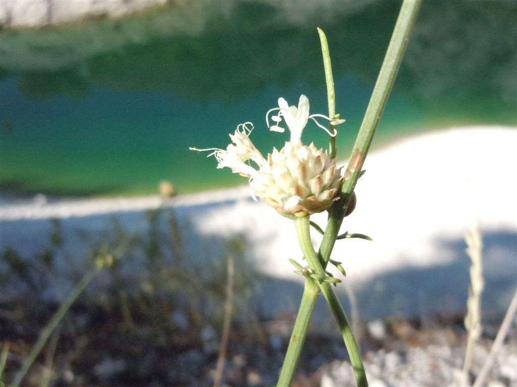 Gole del Sagittario(AQ) - Cephalaria leucantha