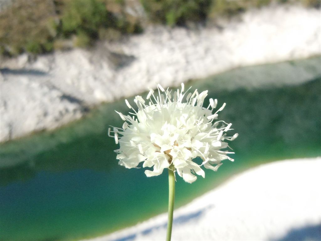 Gole del Sagittario(AQ) - Cephalaria leucantha