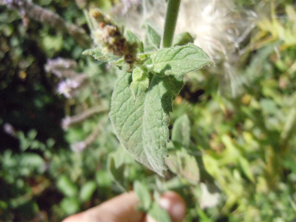Mentha?