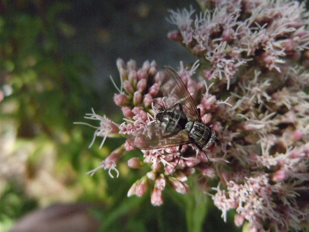 Tachinidae??