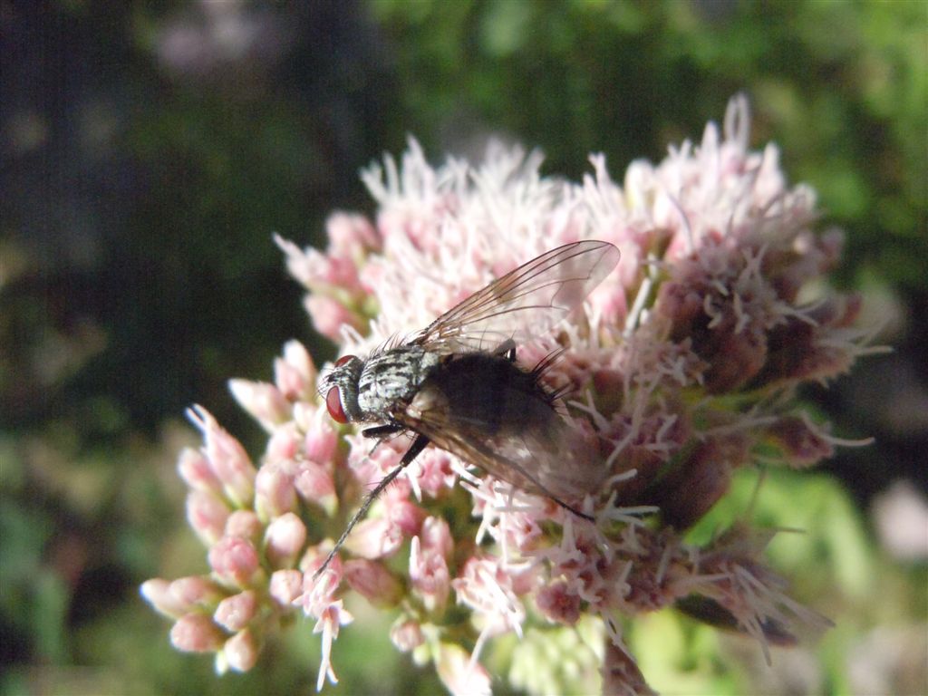 Tachinidae??