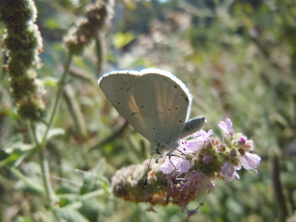 Celastrina argiolus?